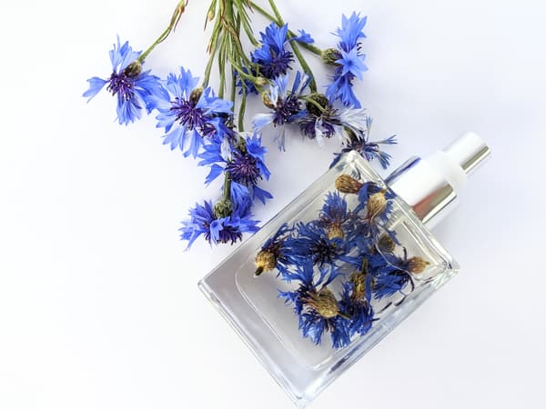 Herbal Infused Blue Cornflower w Sweet Pea & Blackberry Body Oil