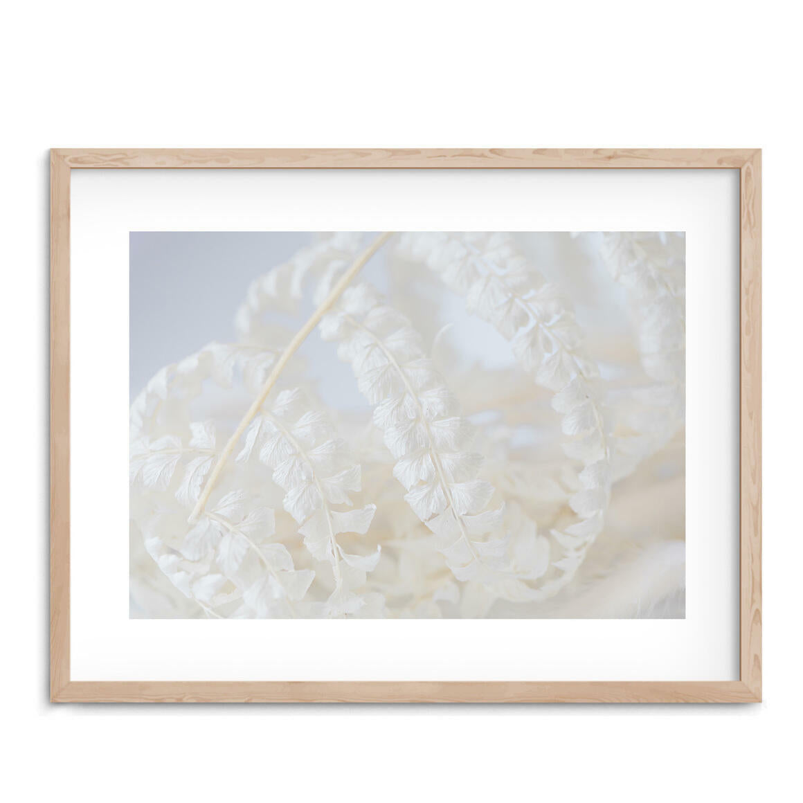 White Fern Photographic Print - Desert to Ocean